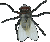 Buzzing flies