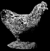 Bea the black chicken