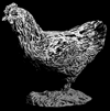 Bea the black chicken