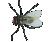 Buzzing flies