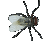 Buzzing flies